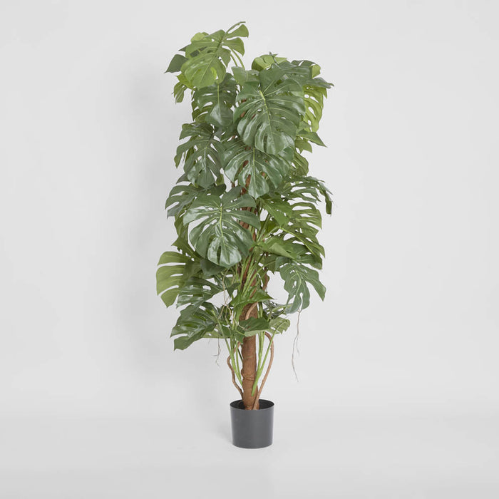 Split-Leaf Philodendron 1.5m