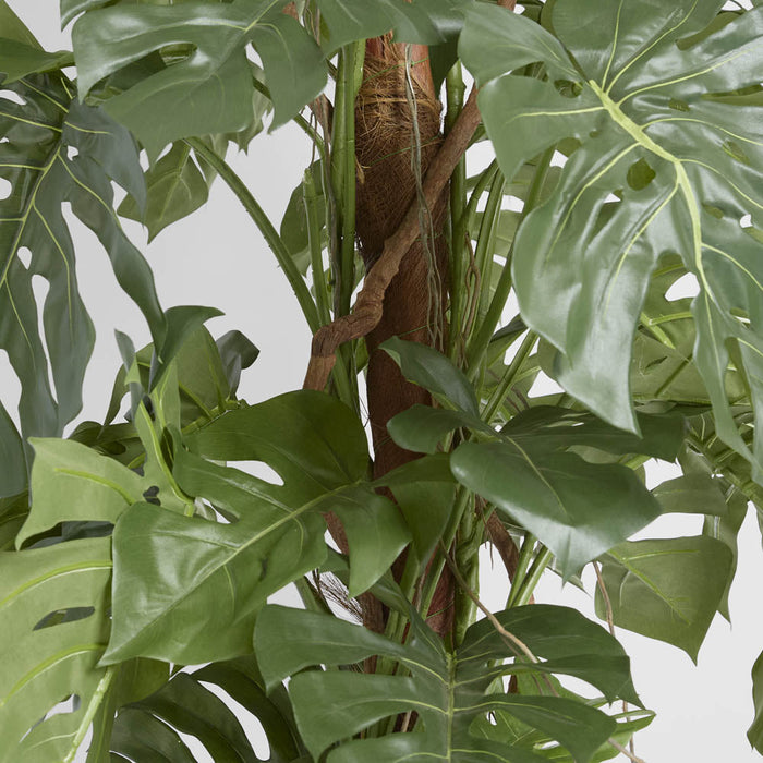 Split-Leaf Philodendron 1.5m