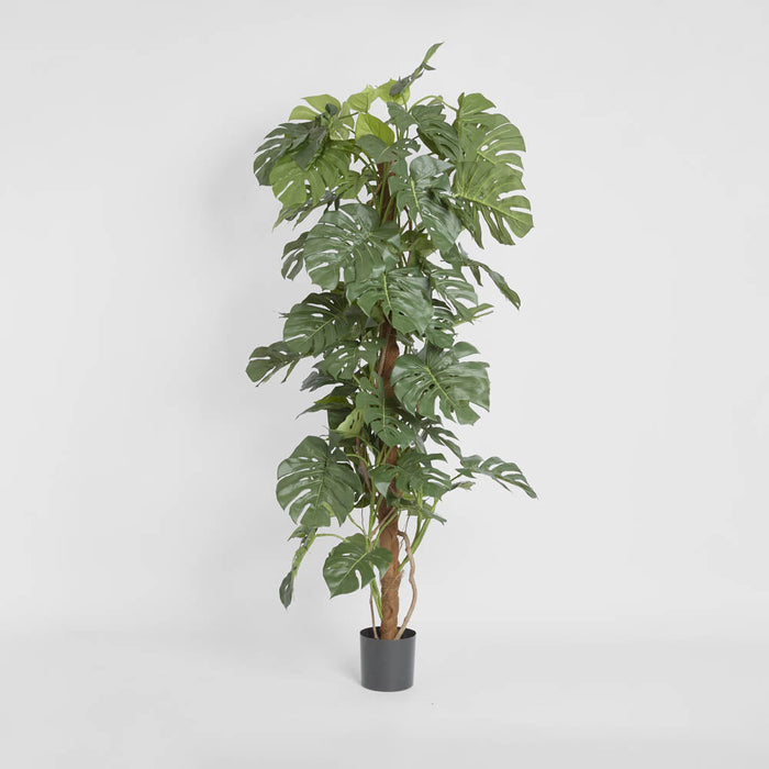 Split-Leaf Philodendron 1.8m