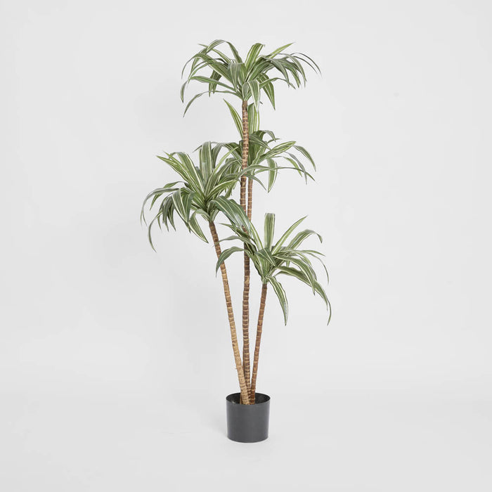 Variegated Dracaena 1.6m