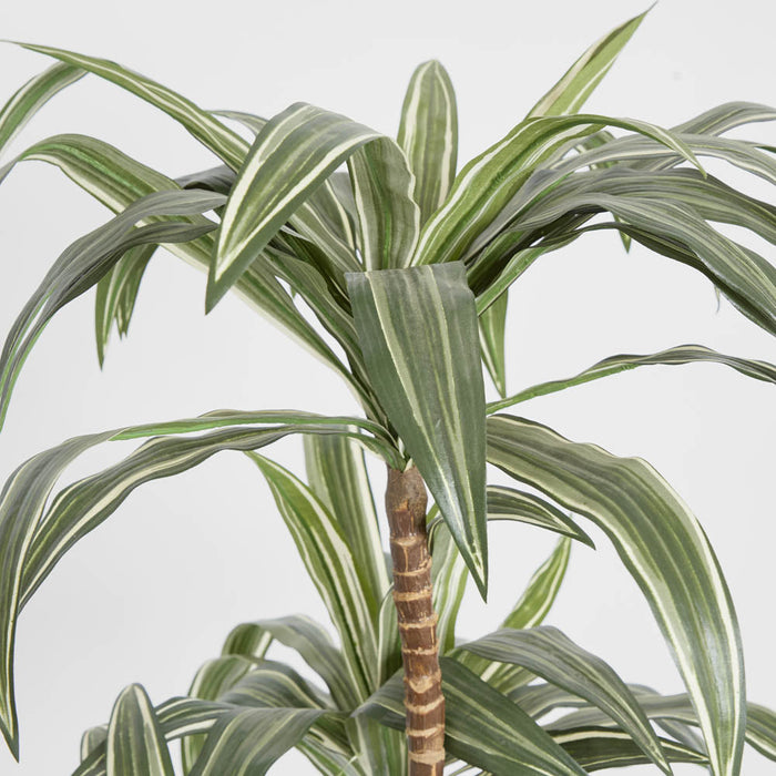 Variegated Dracaena 1.6m