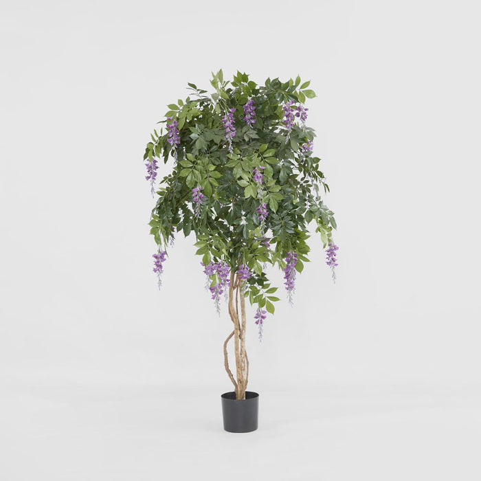 Wisteria Tree Purple 1.9m