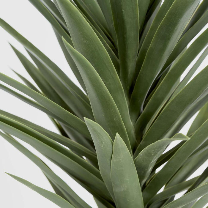 Yucca Plant 1.3m