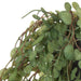 NSIMG-SHA256:867c358ff45d65e38a6dd4ddd916e03301f8a0c29b1a733cb0b53a7ca0f34a1b · Isalbi Rogue Falls Hanging Bush - Garden Pot Green