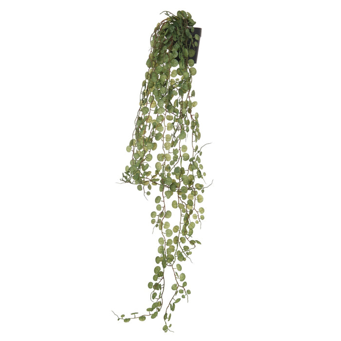 NSIMG-SHA256:2d2b9032b8f8ac886193d2f71e58722c61de5e83da3233341b48cca2f9d58896 · Isalbi Rogue Falls Hanging Bush - Garden Pot Green