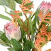 NSIMG-SHA256:52fdf5148cb9354a4fc8cd7bae300b5959b9910ae0f71a486eb3ba06a581199c · Isalbi Rogue Pitaya Kangaroo Paw - Pauline Vase Pink & Yellow