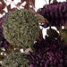 NSIMG-SHA256:950fc98972256fdf3539ceeba049699575260543c6e7cf4ddcb92553959f6e56 · Isalbi Rogue Chrysanthemum Fig Garden Mix - Maliah Pot Purple