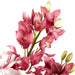 NSIMG-SHA256:a29ecacf90a4a57cebeaab51c10dd22ac9327c563af927cbc7b278d7eb186431 · Isalbi Rogue Peony Foxtail Garden Mix - Vintage Urn Pink