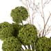 NSIMG-SHA256:d65875c9a599af6091623dd8df96adcf378723c0de2de722202a5917e08788b1 · Isalbi Rogue Allium - Maliah Pot Green
