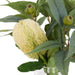 NSIMG-SHA256:201a8ad8490ce5c94d8ac03ac570ebcc4096addc33c92f77eb843a87ce1e2def · Isalbi Rogue Banksia Gumnut Mix - Pauline Vase Green