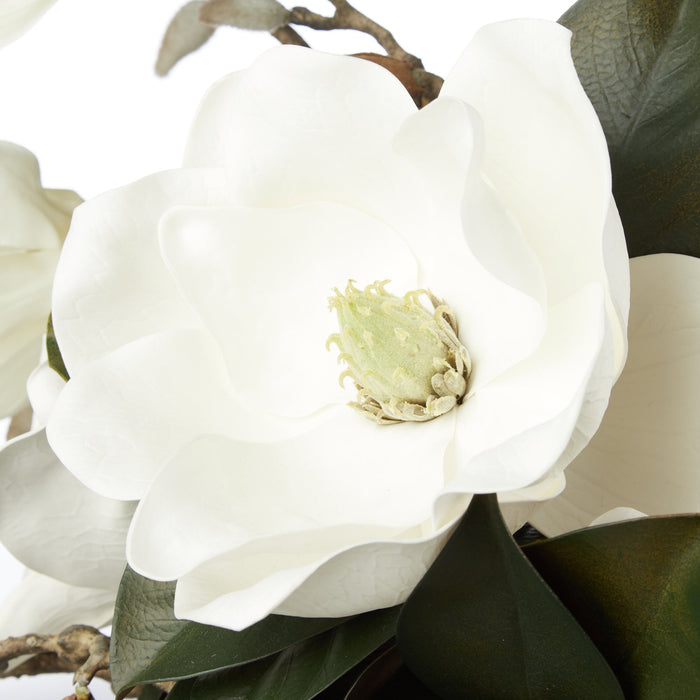 NSIMG-SHA256:61c8812cefe36fa2c82a2962cbea16761c38d6a6e62125e5bdcaf4f969ea3a87 · Isalbi Rogue Magnolia Grandiflora - Claire Vase Green
