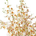 NSIMG-SHA256:0b77169bcdf139c5c29be8b33e84e3745320295b227422db0bc0c16b06cbb791 · Isalbi Rogue Dancing Orchid - Rachel Vase Cream & Clear