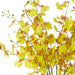 NSIMG-SHA256:8c9ecf8b12c5f0cd951921eef1b8586d9d717ec2ee9aa3739865d9da12b1b328 · Isalbi Rogue Dancing Orchid - Rachel Vase Yellow & Clear