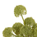 NSIMG-SHA256:9cdaef619f16c9da5bb13fdebe83d7056b3bb23d2d21ba03fd4fed4f8e521aae · Isalbi Rogue Buddleia - Maliah Pot Green
