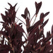 NSIMG-SHA256:ec77f5074c023814533e942224a264a8336f5885dae5901515bc6c695ff5bb7c · Isalbi Rogue Olive Leaf Spray Bunch Burgundy