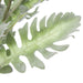 NSIMG-SHA256:7cecd3ad7b799bcbfd2b332ab65c1bb70cd92e2aca488481d38f32f7a8232d50 · Isalbi Rogue Dusty Miller Stem Bunch Green