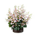 NSIMG-SHA256:61eb32bdb0dac2fbd195679f0d23a10b181b11606ba20ca79fef6b1abf640612 · Isalbi Rogue Dancing Orchid - Madelyn Bowl Pink