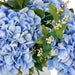 NSIMG-SHA256:f7f107490a3a8cf54e8d2cedd90ad7497a1a99447dfab6023056d4538eb890d4 · Isalbi Rogue Hydrangea Nite Berry - Classic Bowl Blue