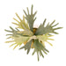 NSIMG-SHA256:45ad1bb9c60e0e78124c604b21821d51c27fe4f78f7ac30d2e9b56b9e048ca83 · Isalbi Rogue Staghorn Fern - Maliah Pot Green