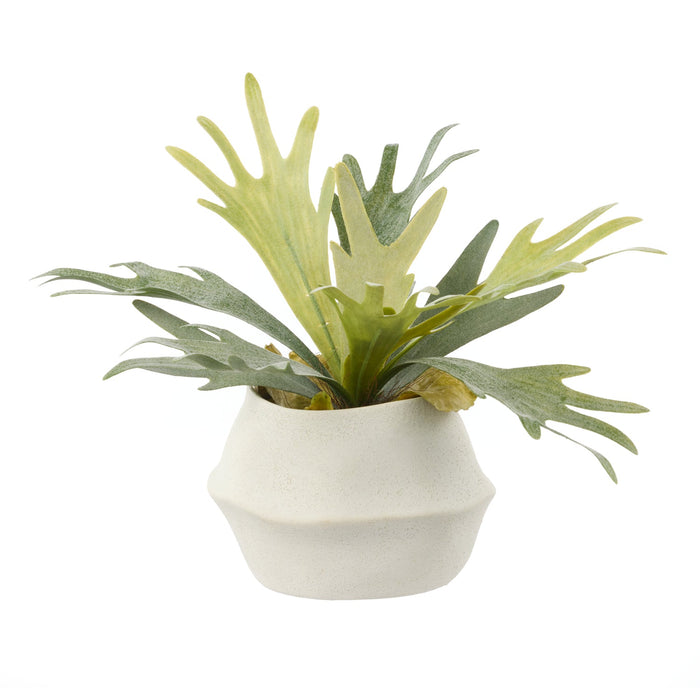 NSIMG-SHA256:58ff1b3422fba16984e449e1d59dd341d002fee2fc5e270aa5fbf8a15860c200 · Isalbi Rogue Staghorn Fern - Maliah Pot Green
