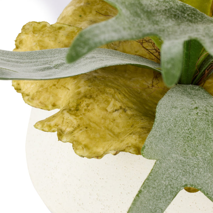 NSIMG-SHA256:d56e838ad466436806c3bd6f21fba5ea9a03d535da22aa2b1af64b52570d85d1 · Isalbi Rogue Staghorn Fern - Maliah Pot Green