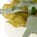 NSIMG-SHA256:d56e838ad466436806c3bd6f21fba5ea9a03d535da22aa2b1af64b52570d85d1 · Isalbi Rogue Staghorn Fern - Maliah Pot Green