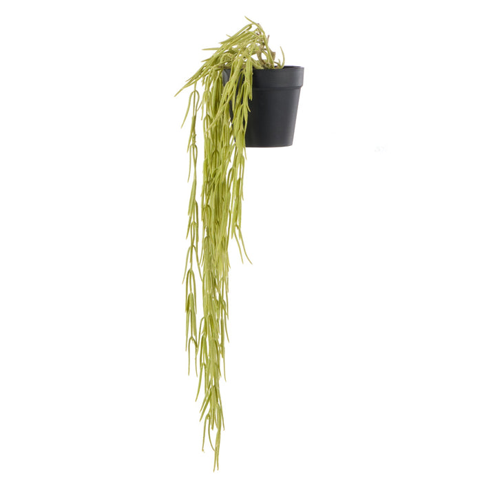NSIMG-SHA256:add752d5f2e719efc6ea841f32aa5871f1bd2500611284930a949844394d9955 · Isalbi Rogue Hoya Hanging - Garden Pot Green