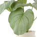 NSIMG-SHA256:19f33afed22411604a970dee75244aea237c79a661b577705a2329fa4a664948 · Isalbi Rogue Hosta Plant - Maliah Pot Green