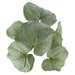 NSIMG-SHA256:809ecb4db65c8a0bc5d1b4c7fe6c93929169392da67fa0fcbb14711b6d2b50d5 · Isalbi Rogue Hosta Plant - Maliah Pot Green