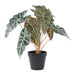 NSIMG-SHA256:8102ca0cf2f01ce6720d3740dece41419bddbb3cbe7249e5e0699f776c0c788f · Isalbi Rogue Alocasia - Garden Pot Green