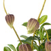 NSIMG-SHA256:a4e32694857f085f964dac3108e1feeb2accb80f99328bf47bbc39fc081e41c0 · Isalbi Rogue Chinese Lantern Lush Leaf - Maliah Pot Purple