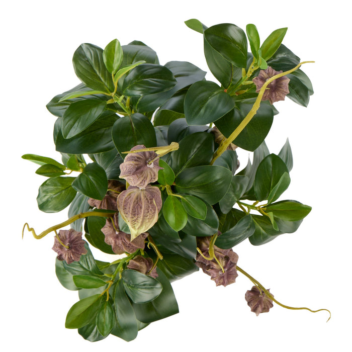 NSIMG-SHA256:8c6996ed376984c2bb6b6c9605fcefa1502509d29a50891c7eac5cb86a9ab931 · Isalbi Rogue Chinese Lantern Lush Leaf - Maliah Pot Purple