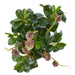 NSIMG-SHA256:8c6996ed376984c2bb6b6c9605fcefa1502509d29a50891c7eac5cb86a9ab931 · Isalbi Rogue Chinese Lantern Lush Leaf - Maliah Pot Purple