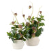 NSIMG-SHA256:97322e019cea714a9f36ff2bc23293faf689df3ebb3643c243b327b646491404 · Isalbi Rogue Chinese Lantern Lush Leaf - Maliah Pot Purple