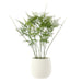 NSIMG-SHA256:cd8a92b48ca6be22fe13071210f52739f85b33842af94a348c7cff5a6bb8d553 · Isalbi Rogue Asparagus Fern - Tub Pot Green