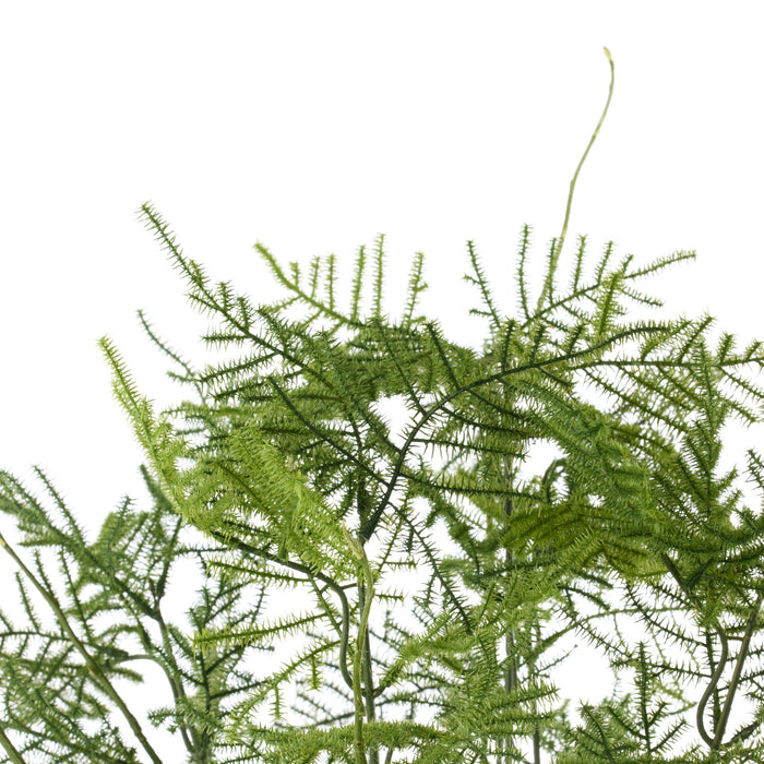 NSIMG-SHA256:dc7d26dc2b125cb428d4d7dc01bbdc59c22c685b7b3a3b86df5a93ed27cff61e · Isalbi Rogue Asparagus Fern - Tub Pot Green