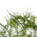 NSIMG-SHA256:dc7d26dc2b125cb428d4d7dc01bbdc59c22c685b7b3a3b86df5a93ed27cff61e · Isalbi Rogue Asparagus Fern - Tub Pot Green