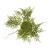 NSIMG-SHA256:649d2567ca526a3a497f6bf0fbe9a97837e0b46d4eb20dc8b44dba1d71ee7e5c · Isalbi Rogue Asparagus Fern - Tub Pot Green