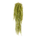 NSIMG-SHA256:bdafc1b25d16427f45ea6571e2ca54995d3426c189b5c22dfbf65ac5bf573f5e · Isalbi Rogue Hoya Hanging - Ithaca Round Planter Green