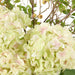 NSIMG-SHA256:4f88684fb374332c1cd82b7ea6f577f16edff90aa08043ca13ef223bdff339fe · Isalbi Rogue Hydrangea Berry - Maliah Pot Green