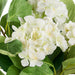 NSIMG-SHA256:eaa1e23b5f85e6f1c3005dc77504b55dcc476b190fa8ee86992c72f9296e50e3 · Isalbi Rogue Hydrangea Vivid Leaf Bouquet White
