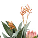 NSIMG-SHA256:fc04116a6fdebfb2f0378ac1efd88c37adfad169266d307650d37e1c818343bc · Isalbi Rogue Pitaya Native Mix Bouquet Pink