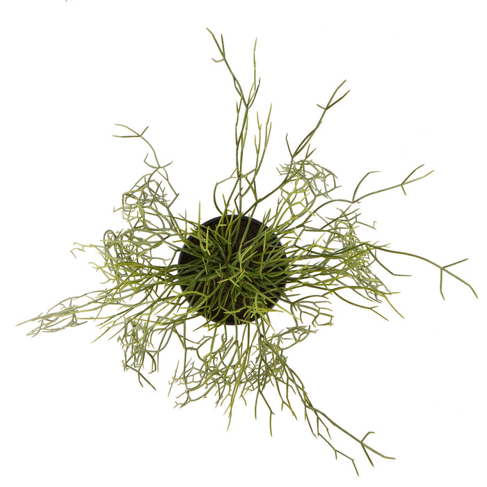 NSIMG-SHA256:7eea89f8647488e4073d1f9ca32d69950f113ddccc8ca00fa82d667fc2d82197 · Isalbi Rogue Mistletoe Cactus Hanging - Garden Pot Green