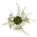 NSIMG-SHA256:7eea89f8647488e4073d1f9ca32d69950f113ddccc8ca00fa82d667fc2d82197 · Isalbi Rogue Mistletoe Cactus Hanging - Garden Pot Green
