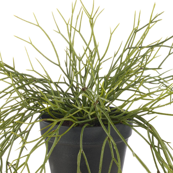 NSIMG-SHA256:1178a23a2f939b736dfbefa7aa119165040337c3ee54aeb15a7d93c120d659ac · Isalbi Rogue Mistletoe Cactus Hanging - Garden Pot Green