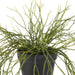 NSIMG-SHA256:1178a23a2f939b736dfbefa7aa119165040337c3ee54aeb15a7d93c120d659ac · Isalbi Rogue Mistletoe Cactus Hanging - Garden Pot Green