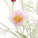 NSIMG-SHA256:d4d9f59ac0fa59d8385423e17531edef14c27dbb1be5aa8bd3a7ac76d6cec3c2 · Isalbi Rogue Poppy Cosmos Mix - Giselle Vase Pink & Purple & White
