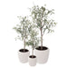 NSIMG-SHA256:7bc520029591675fe35c1cd9d0560b7f398ff0f20264ded37dfa540989433450 · Isalbi Rogue Eucalyptus Tree - Vienna Planter