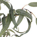 NSIMG-SHA256:b67918309bf9d9d350b908f7fde907fd897dbfcb3e98f5c3482bfbf629df7515 · Isalbi Rogue Eucalyptus Tree - Vienna Planter