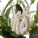 NSIMG-SHA256:d684f9f24dcea9e2d3b8a17e1ace8d34ab4ab310f6080b73aaf52d873b014f91 · Isalbi Rogue King Protea Native Mix - Claire White & Green